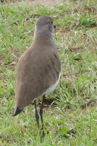 Senegal Lapwing (Vanellus lugubris), photo 2