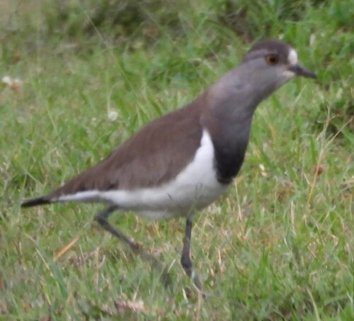 Senegal Lapwing (Vanellus lugubris), photo 6