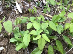 Akebia trifoliata