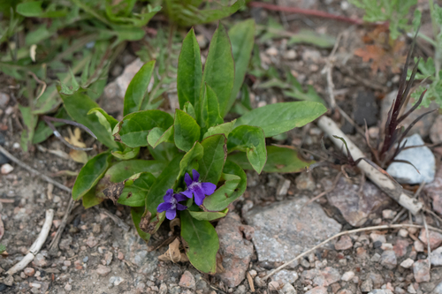 Lancea tibetica