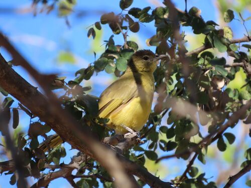 Yellow-bellied Greenbul (Chlorocichla flaviventris), photo 8