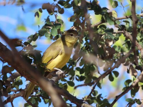 Yellow-bellied Greenbul (Chlorocichla flaviventris), photo 3