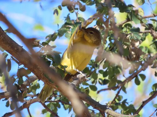 Yellow-bellied Greenbul (Chlorocichla flaviventris), photo 4