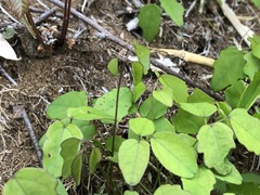 Akebia trifoliata