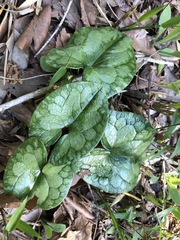 Asarum tamaense