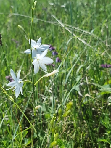 Branched St Bernard's Lily