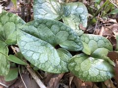 Asarum tamaense