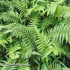 Christella parasitica
