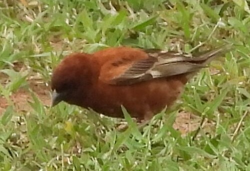 Chestnut Sparrow (Passer eminibey)