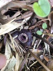 Asarum tamaense