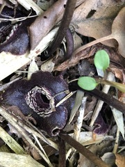 Asarum tamaense