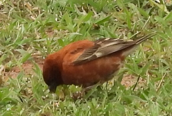 Chestnut Sparrow (Passer eminibey), photo 2