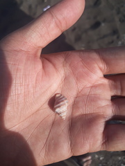 Semiricinula tissoti