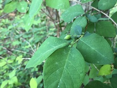 Lonicera gracilipes