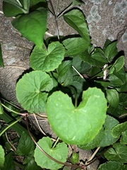 Centella asiatica