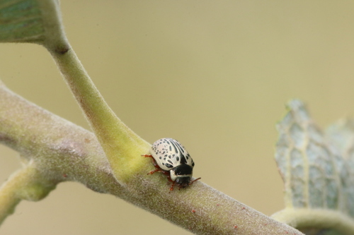 Common Willow Calligrapher Beetle photo 4