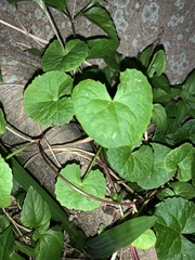 Centella asiatica