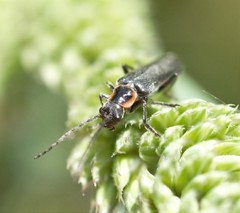 Cantharis pulicaria