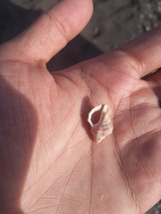 Semiricinula tissoti