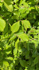 Carpinus betulus