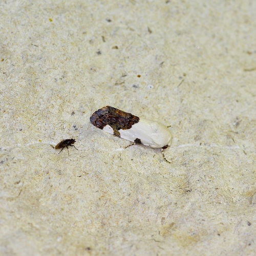 Four-spotted Bird-dropping Moth photo 5