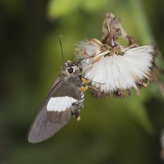 Coeliades forestan forestan