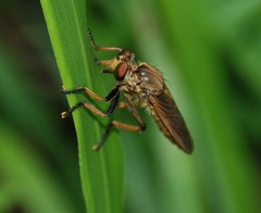 Cophinopoda