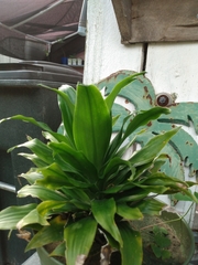 Dracaena fragrans compacta