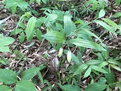 Disporum sessile
