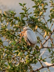 Pseudocotalpa giulianii