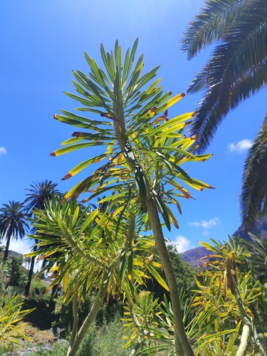 Canary Islands Candle-Plant