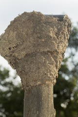 Crematogaster castanea durbanensis