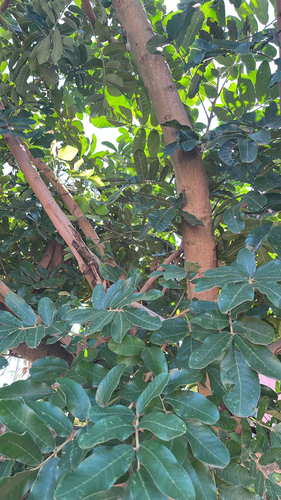 Natal mahogany