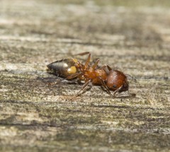 Crematogaster castanea durbanensis