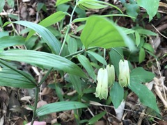 Disporum sessile