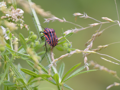 Continental Striped Shield Bug