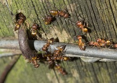 Crematogaster castanea durbanensis