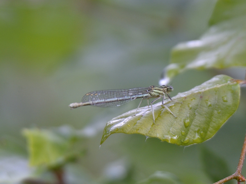 Blue Featherleg
