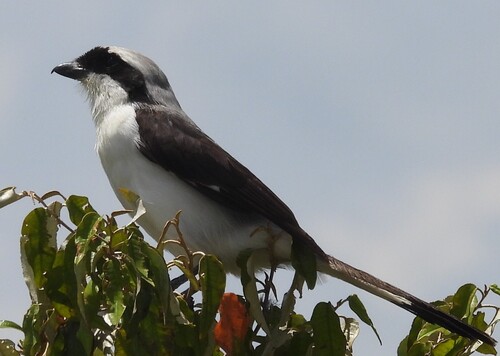 Grey-backed Fiscal (Lanius excubitoroides)