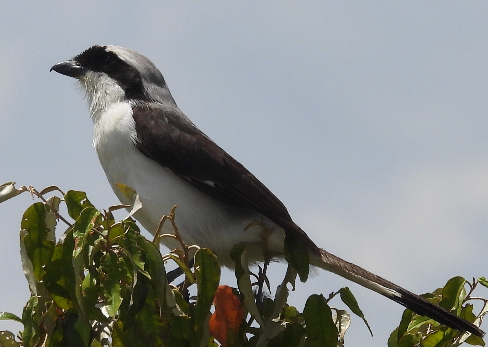 Grey-backed Fiscal (Lanius excubitoroides), photo 1