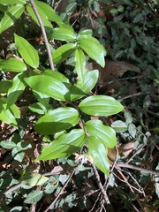 Disporum smilacinum