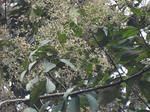 Strobocalyx arborea observed 2024-04-04