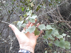 Senecio quinquelobus
