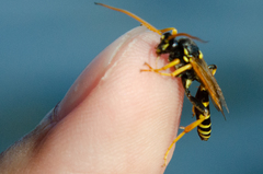 Ichneumon sexcinctus