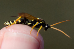 Ichneumon sexcinctus