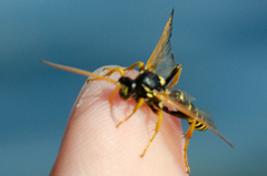 Ichneumon sexcinctus