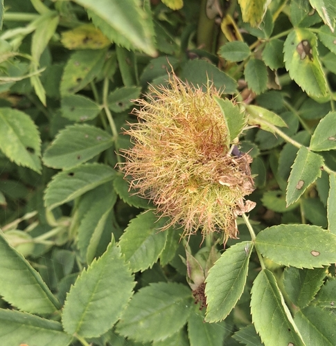 Mossy Rose Gall Wasp