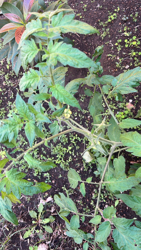 tomato