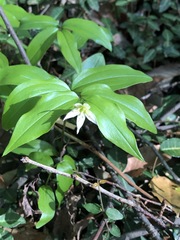 Disporum smilacinum