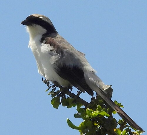Grey-backed Fiscal (Lanius excubitoroides), photo 2